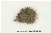 藏品(異枝苔屬)的圖片